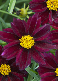 Coreopsis 'Mercury Rising'